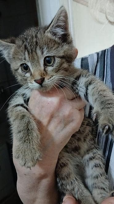 кот маленький: 2 месяца, Мальчик — 2
