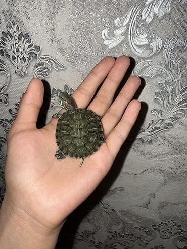 рыбый корм: Красноухая водная черепаха (Trachemys scripta elegans) - Молодая — 2