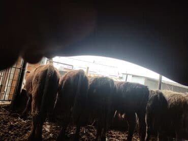 Корма для с/х животных: Продаю | Бык (самец) | На откорм — 10