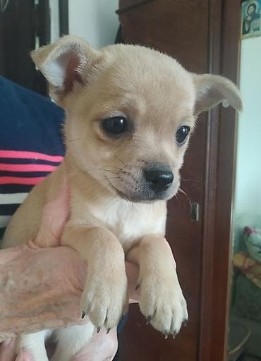 чау чау щенки: Чихуахуа, 2 месяца, Самец — 2