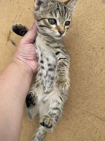 Отдам даром кошку: Кошка даром: Бенгальская, 4 месяца, Девочка — 6