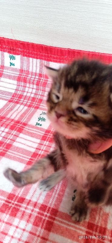 купить кошку манчкин: Мейн-Куны 🥰🥰🥰 Предлагаются к брони котята Рысята ❤️ — 1