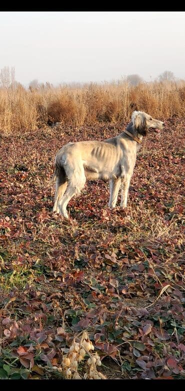 Вязка собак: Собака даром: Дворняжка, 2 месяца, Самка — 5