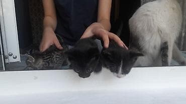 товары для кошек: Котята от домашней кошки Описание: - Помёт из трёх котят: тигровый — 3