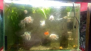 грот: Аквариумный комплекс из трех стеклянных аквариумов на общей деревянной — 1