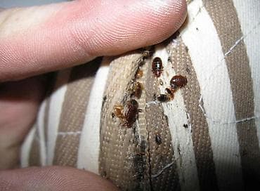 Клининговые услуги: Дезинфекция, дезинсекция, | Клопы, | Офисы, Квартиры, Дома — 3