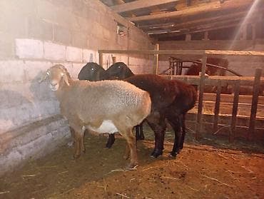 ат тырмо: Продаю | Овца (самка) | Гиссарская, Арашан | Для разведения | Котные — 1