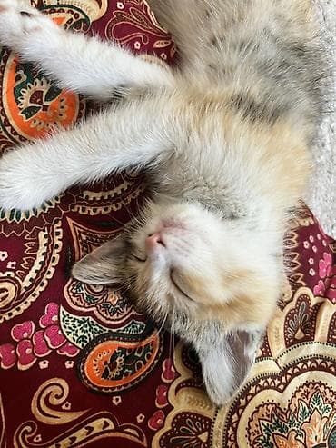 скорый: Кошка даром: Беспородная, 2 месяца, Девочка, Приучена к лотку, Проглистована, С прививками — 5
