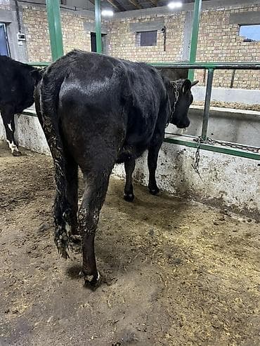 продам бычка: Продаю | Бык (самец) | Голштин, Швицкая, Симментальская | На откорм | Привязанные — 1