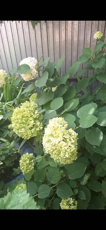 красивые горшки для цветов: Продаю ирисы, хосты, уксусные деревья, ландышы, нарциссы, гортензия — 2