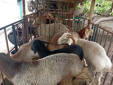 внешние фильтры для аквариума: Продаю | Ягненок, Баран (самец), Овца (самка) | Арашан, Полукровка, Меринос | На забой | Матка, Кастрированные, Осеменитель — 9