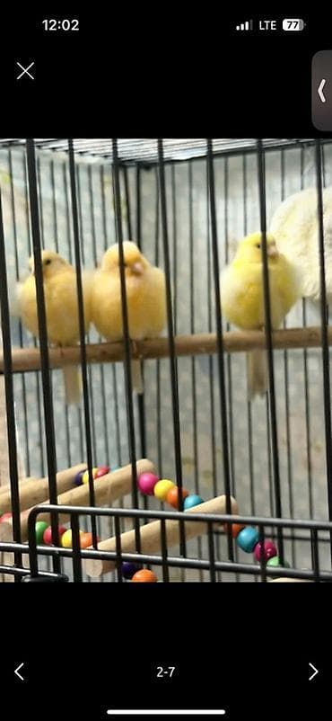 попугай с клетками: Кенары желтых отенков мальчики 
Продаю — 2