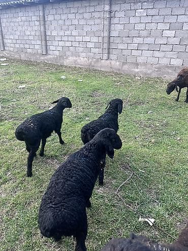 цыплята бройлера токмок: Продаю | Ягненок | На забой — 3