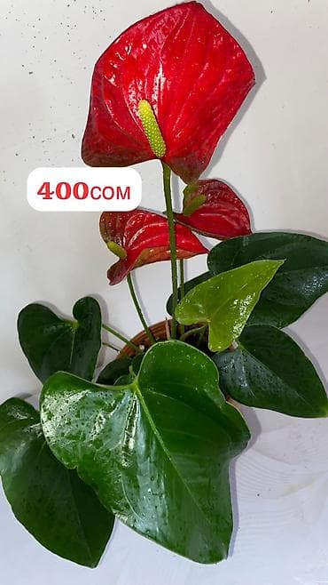 цветущие: Антуриум (Anthurium andreanum) в горшке. - Компактный куст с крупными — 1