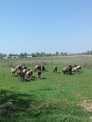 Үй жаныбарлары: Сатам | Ургаачы кой (ургаачы) | Көбөйтүү үчүн | Ургаачы — 4