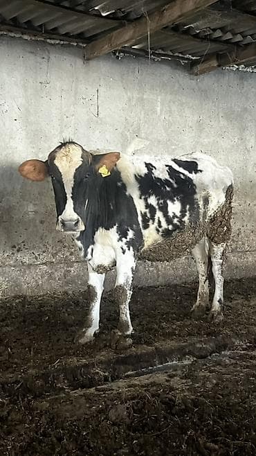 айширская порода: Продаю | Корова (самка) | Для молока — 1