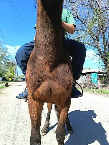 британская кошка бишкек: Продаю | Конь (самец) | Полукровка | Рабочий — 1
