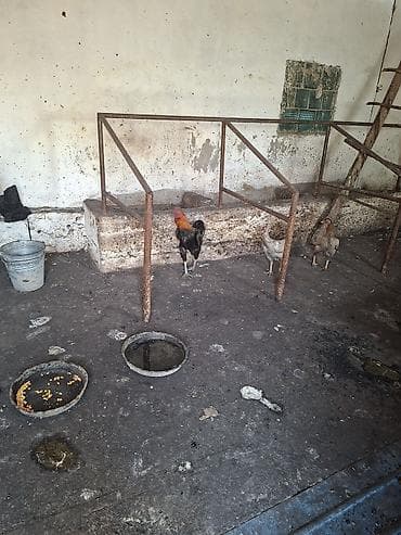 Коровы, быки: Продаю | Куры | Домашняя | Для разведения — 1