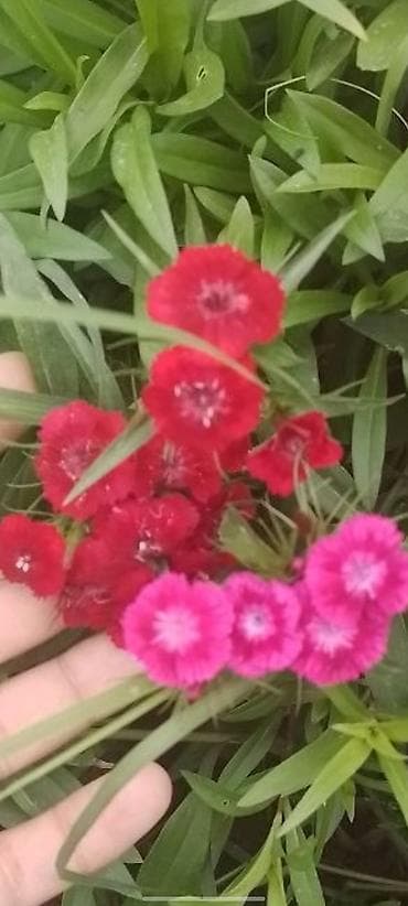Гвоздика турецкая (Dianthus barbatus), садовые сорта, многоцветные. - — 3