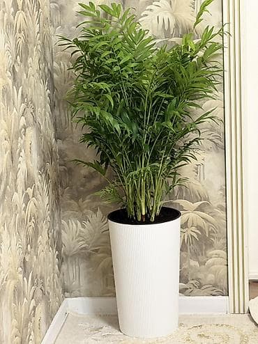 Молочайлар: 🌿 Үйгө кооздук берген жандуу өсүмдүк сатылат! 📏 Бийиктиги (горшок — 2