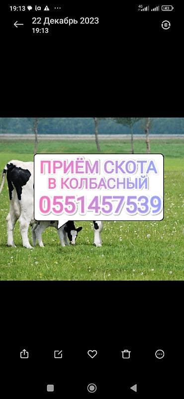 Частное лицо, Колбасный цех : Коровы, быки, Лошади, кони, Другие с/х животные, | Круглосуточно, Любое состояние, Забитый at lalafo.kg Частное лицо, Колбасный цех : Коровы, быки, Лошади, кони, Другие с/х животные, | Круглосуточно, Любое состояние, Забитый