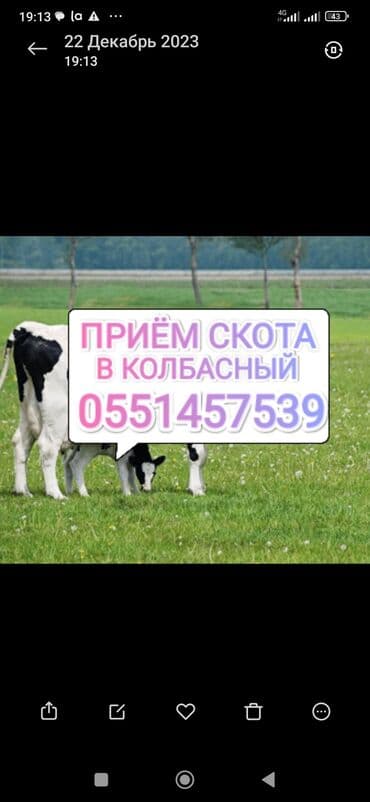 корова дойный: Куплю | Коровы, быки, Лошади, кони, Другие с/х животные | Круглосуточно, Любое состояние, Забитый — 1