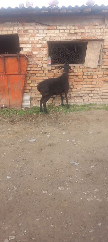 кормовая соль для животных: Продаю | Овца (самка) | Для разведения | Племенные — 3