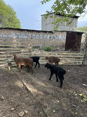 индюк тушка: Продаю | Ягненок | Для разведения — 1