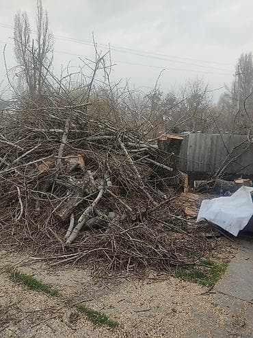 копти: Дрова Тополь — 3