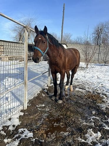 котята сфинксы: Продаю | Кобыла (самка) | Рабочий — 4