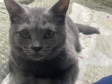 шотландский скоттиш страйт: Шотландская кошка (окрас: серый/голубой), короткошёрстная. Крупные — 9