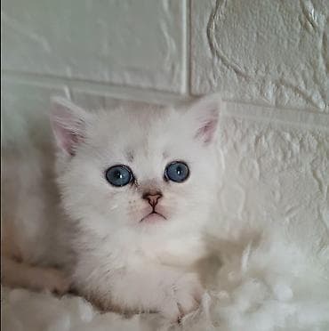 Вязка кошек: Скотиш Страйт (Шотландская прямоухая), 2 месяца, Девочка, Серебристая шиншилла, Приучена к лотку, Проглистована — 10