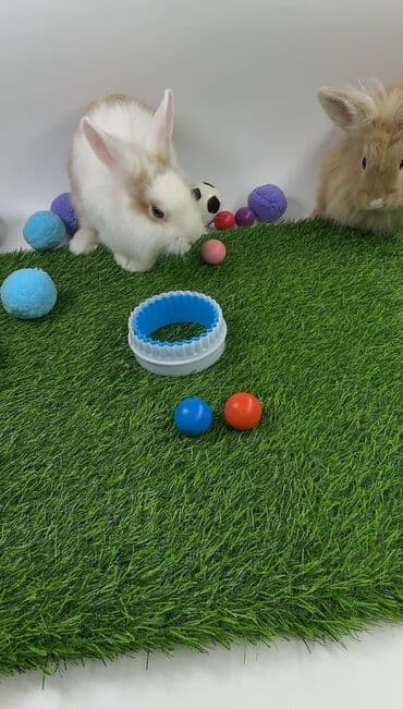 Чычкандар: Пуховые декоративные кролики (lionhead/львиноголовые тип). На фото — — 3