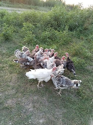 Животные: Продаю | Индюшата | Для разведения — 5
