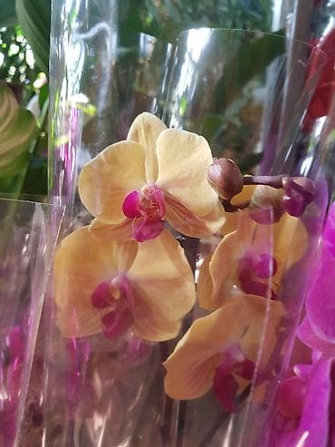 оптом дешево: Комнатные цветочки к 8 марта, высшего качества оптом и в розницу — 3