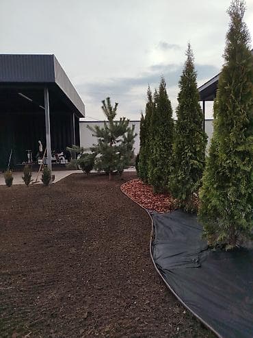 кап мешок: Газонная смесь DLF Seeds & Science - Профессиональные семена для — 7