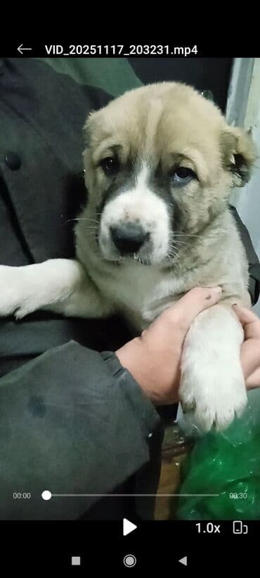 самоедская собака щенок: Алабай, 1 месяц, Самец — 3