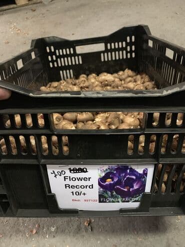 тюльпан оптом бишкек: Принимаем заказы на луковицу тюльпана, гиацинта, крокуса — 21