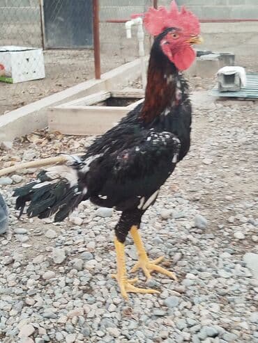 отдам породистую собаку в хорошие руки: Дакан шалпан жожо короз сатылат активный алмашу жолдору бар адрес — 2