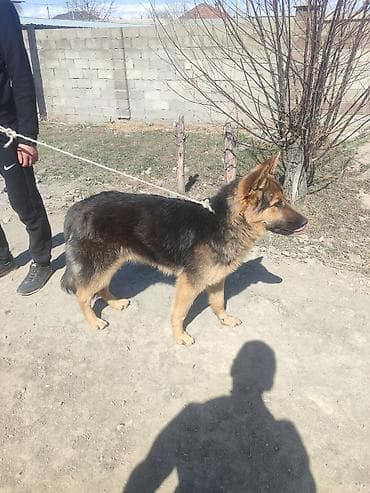 Немецкая овчарка, кобель. Классический черно-рыжий окрас, густая