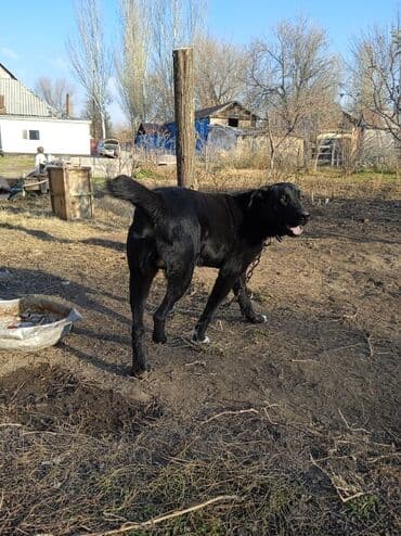 Вязка собак: Алабай, 8 месяцев, Самка, С прививкой — 3