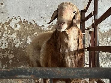 продаю як: Продаю | Баран (самец) | На забой | Осеменитель — 8