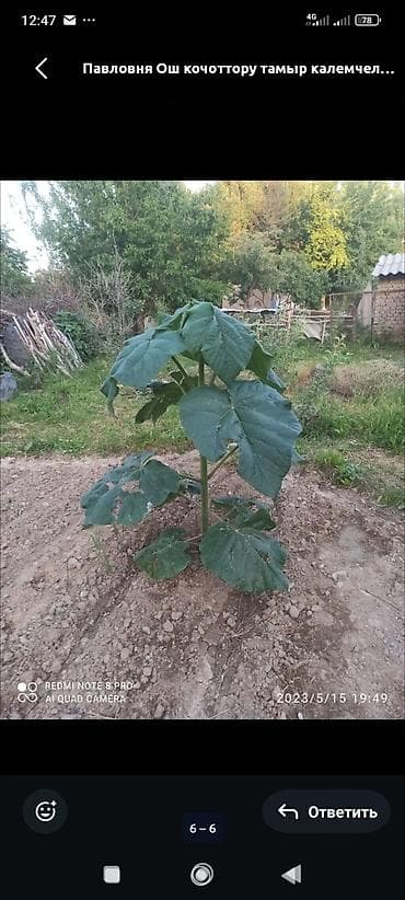 сироп барбадос: Саженцы — 1