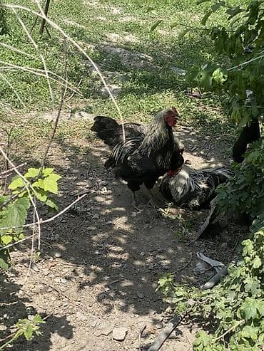 Животные: Продаю | Куры | Для разведения — 1