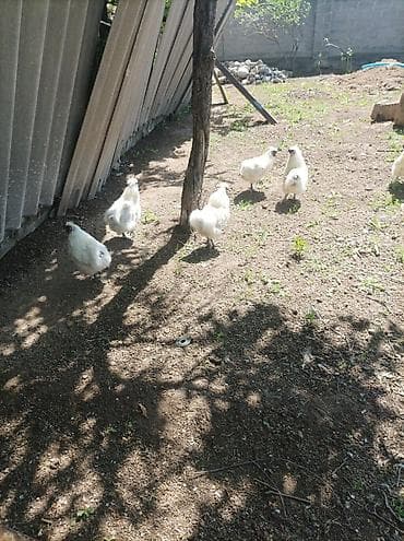 куры живые: Продаю | Петух | На забой, Для разведения — 4