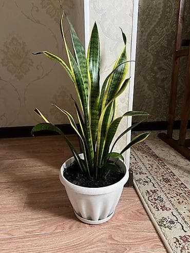 Пальмы: Сансевиерия (Sansevieria trifasciata, «щучий хвост», «тёщин язык») в — 2