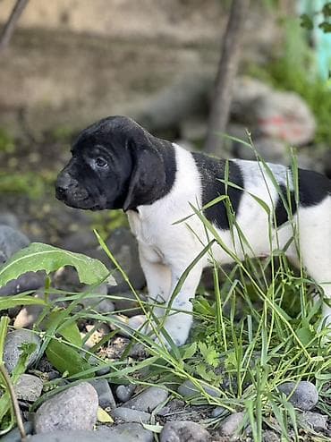 Продажа собак: Продаются породистые щенки курцхаара 🐾 Дата рождения: 29.03.2026 — 1