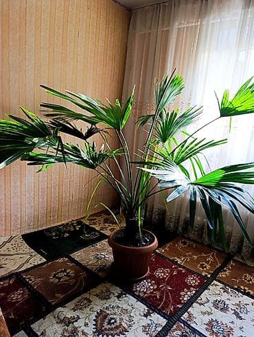 живые рыбы бишкек: Продаётся Пальма — 2