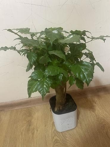 led matrix panel: Комнатные растения в горшках 1) Замиокулькас (Zamioculcas zamiifolia) — 10