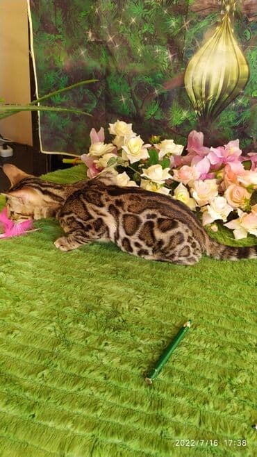 бенгальский леопардовый кот: Бенгальский котик Мальчик. 5мес. Невероятно красивый контрастный с — 22